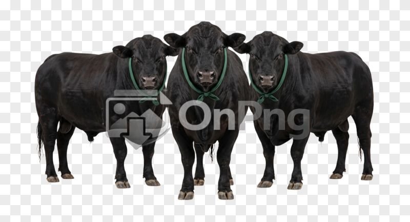 Three Black Bulls Transparent Background PNG