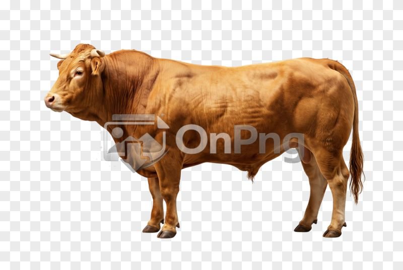 Transparent PNG Brown Muscular Bull