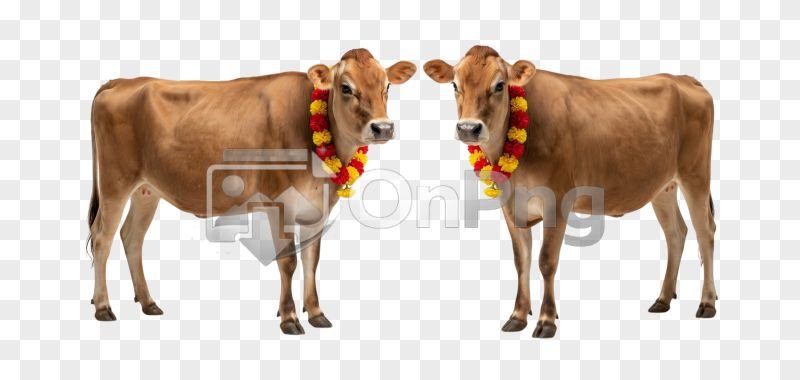 Two Decorated Light Brown Cows PNG