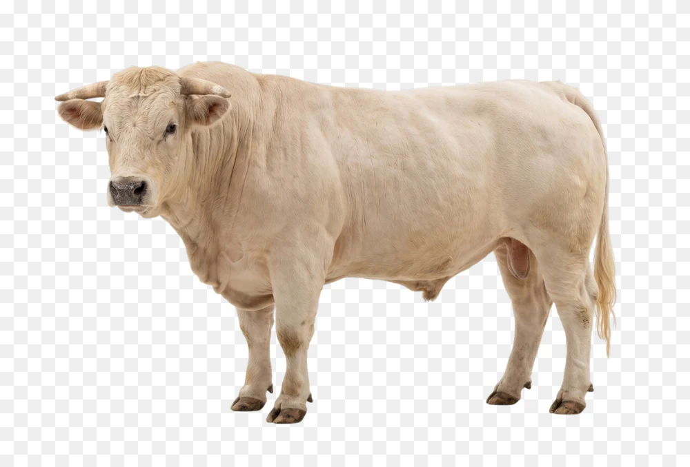 White Muscular Bull Transparent PNG  Transparent Background