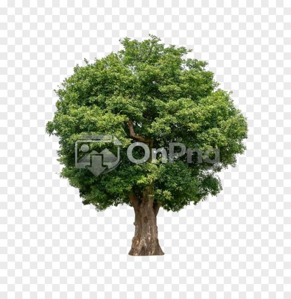 Professional Isolated Large Green Tree PNG