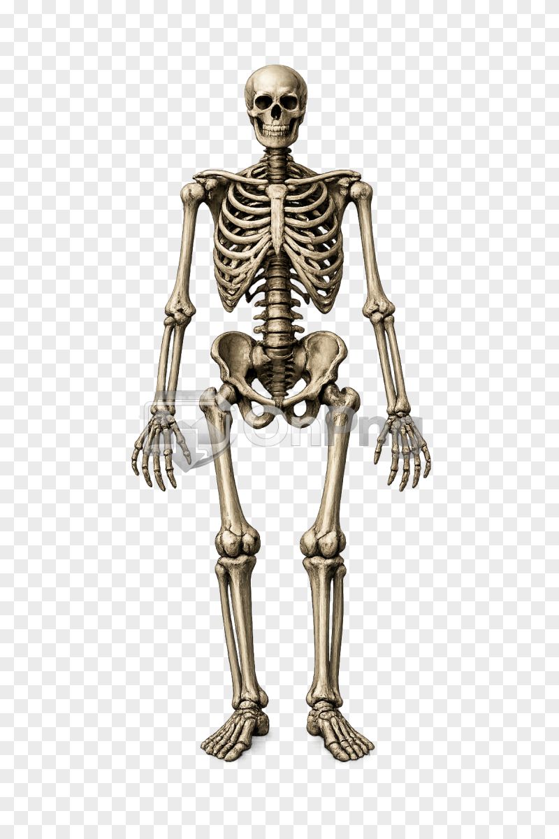 Full Body Human Skeleton Model Transparent PNG