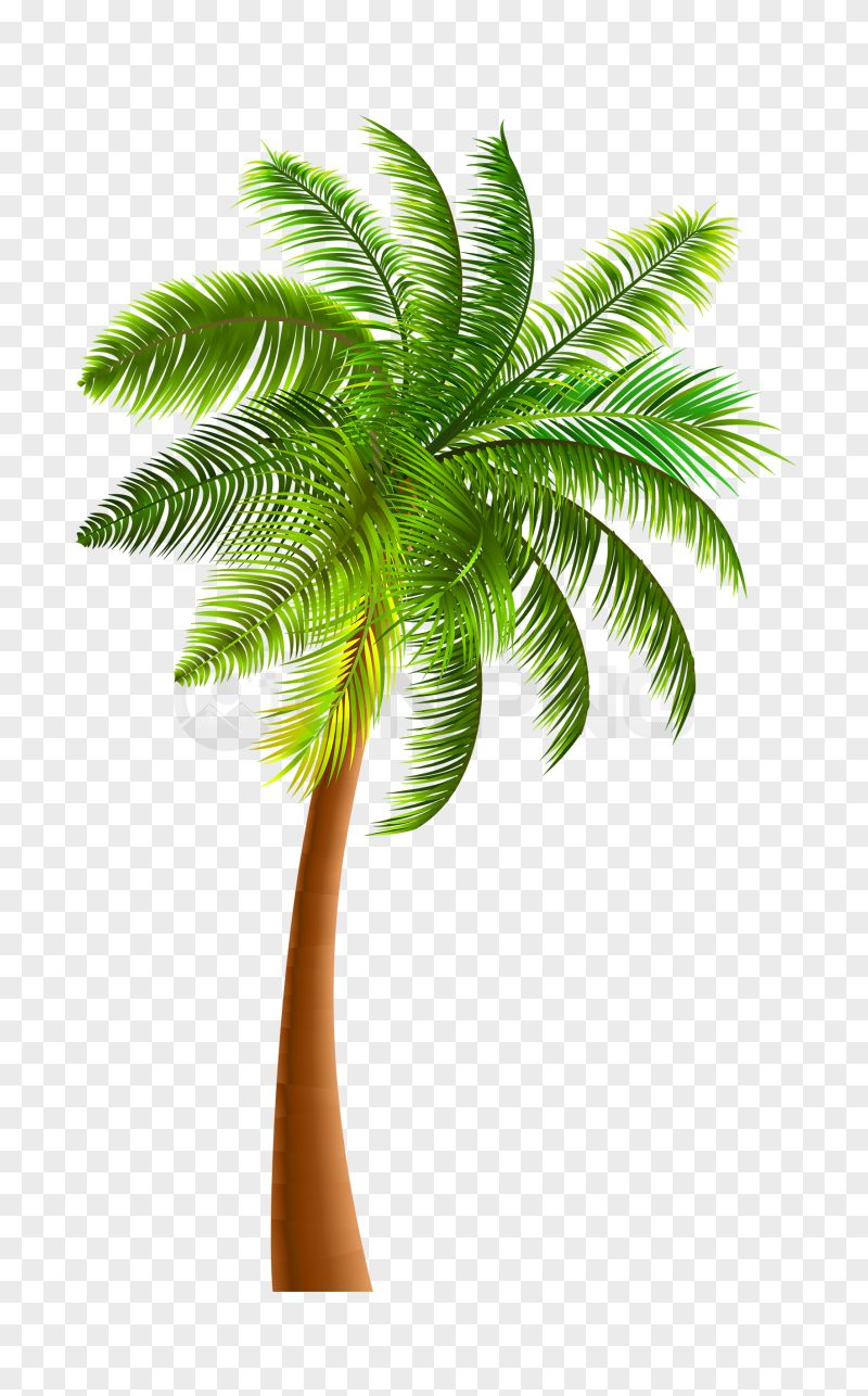 Palm Tree Transparent Background PNG