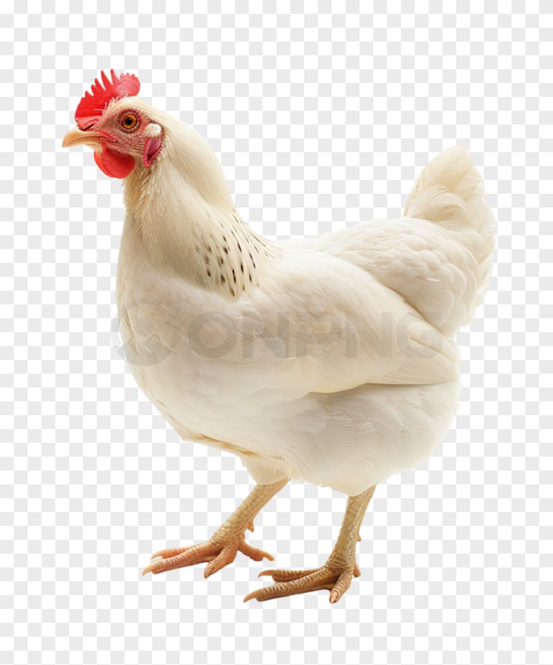 White Chicken Transparent Background PNG