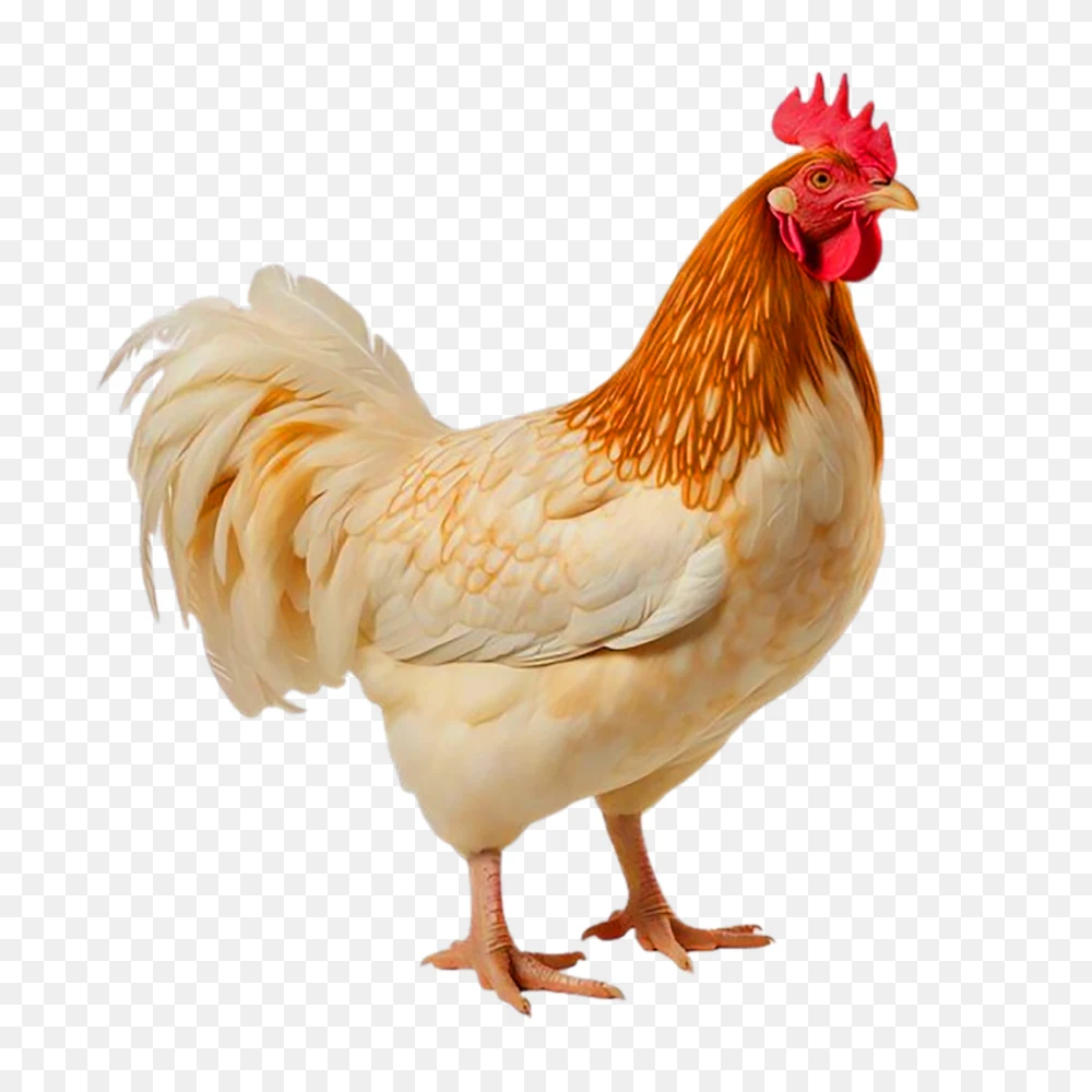 Chicken PNG Image Transparent Background  Transparent Background