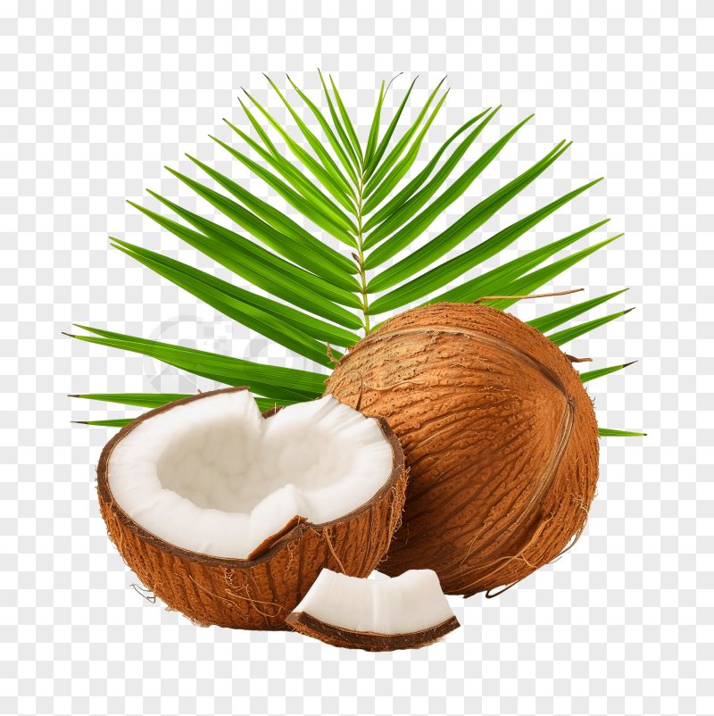 Fresh Coconut Transparent Background PNG