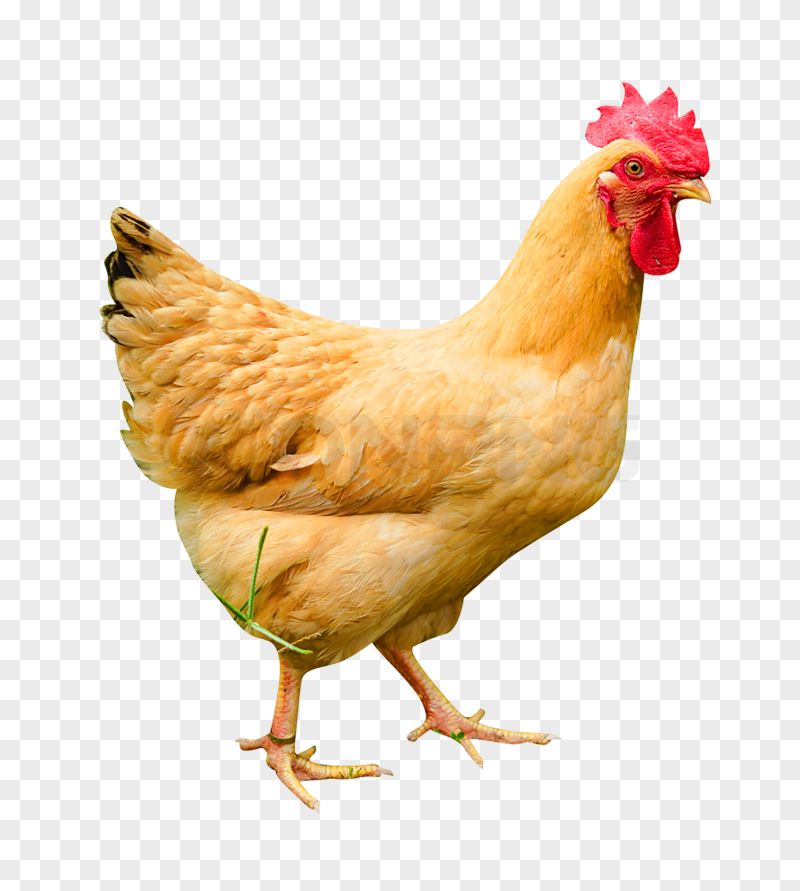 Golden Hen Transparent Background PNG