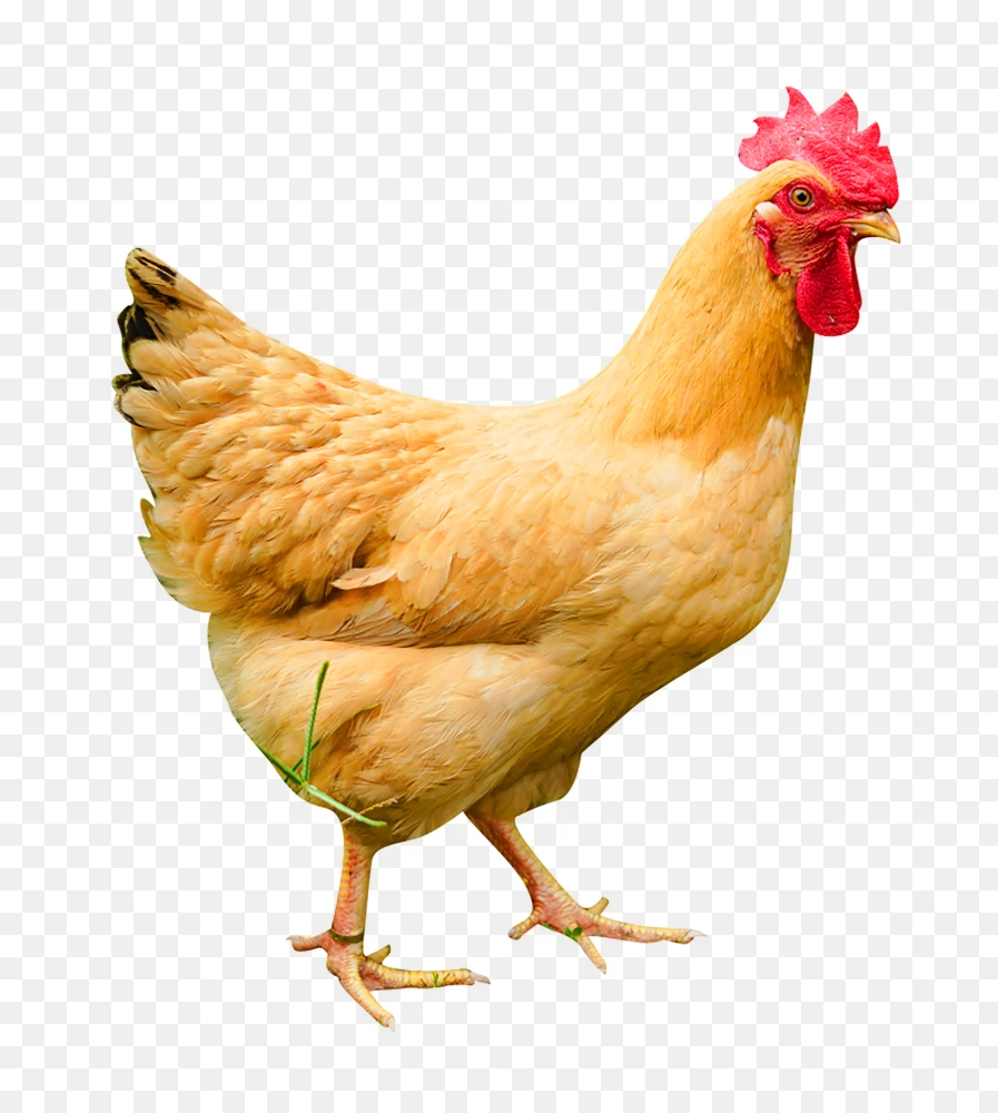 Golden Hen Transparent Background PNG  Transparent Background