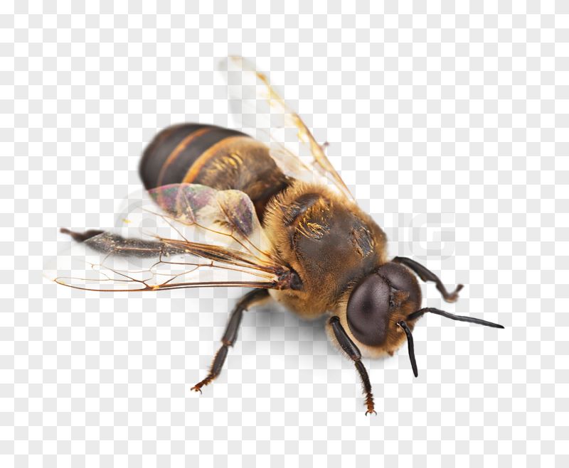Honeybee Image PNG Transparent Background