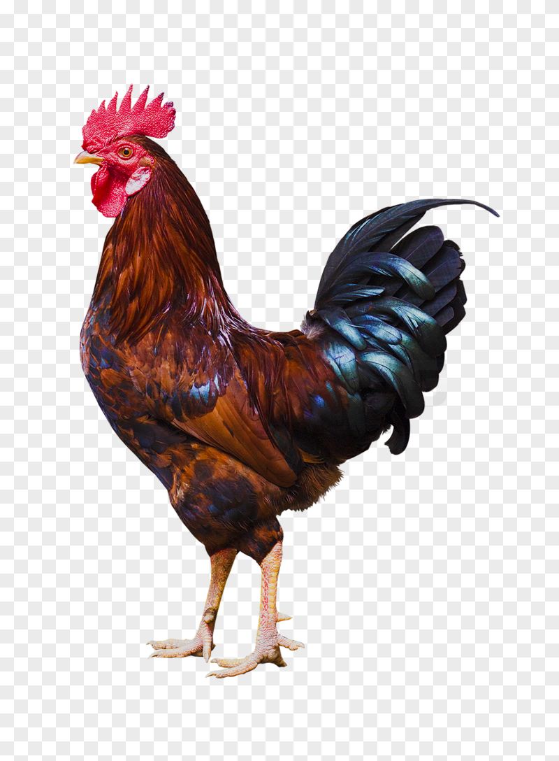 Majestic Rooster Transparent Background PNG