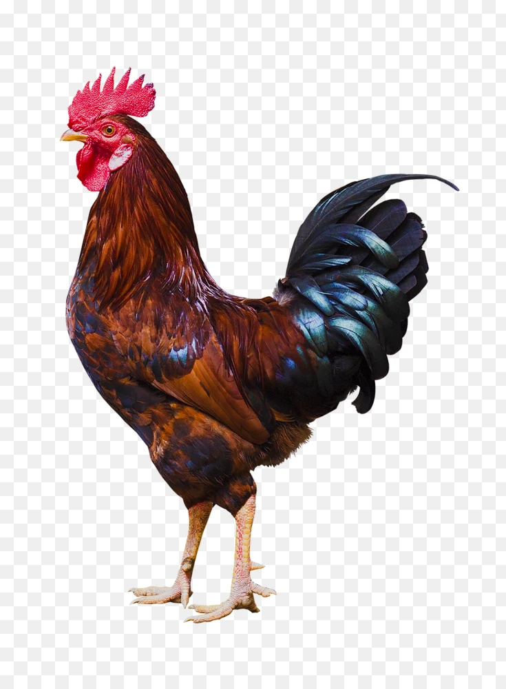 Majestic Rooster Transparent Background PNG  Transparent Background