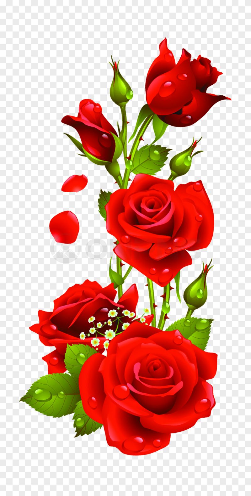 Red Roses PNG Image Transparent Background