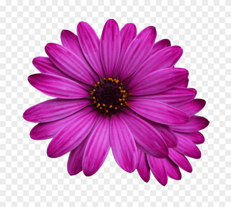Vibrant Pink Flower Transparent Background PNG