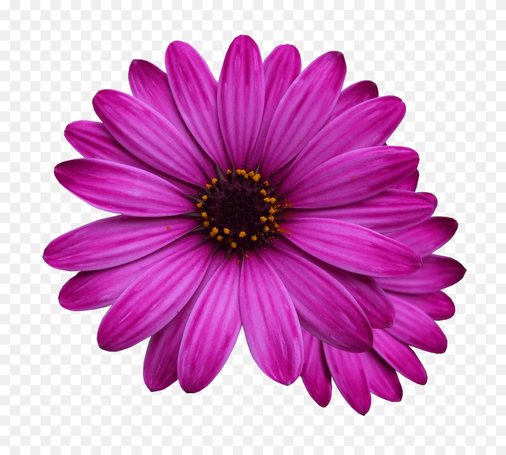 Vibrant Pink Flower Transparent Background PNG  Transparent Background